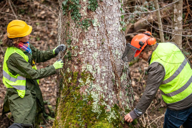 How Our Tree Care Process Works  in  Social Circle, GA